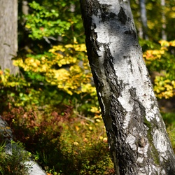 2018-10 Prague/Sächsische Schweiz/DSC_5760.JPG